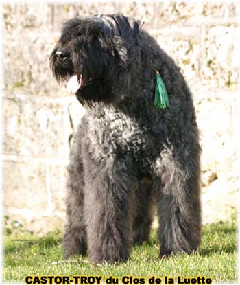 bouvier des flandres du clos de la luette - copyright déposé